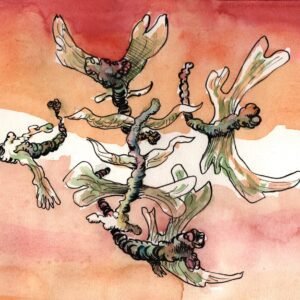 fly strain - Jai Granofsky